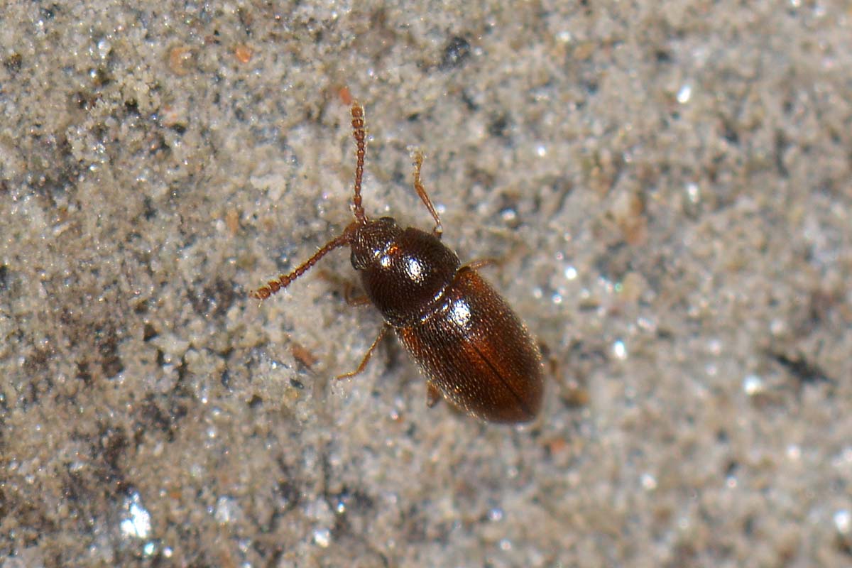 possibile Atomaria sp. (Chryptophagidae)